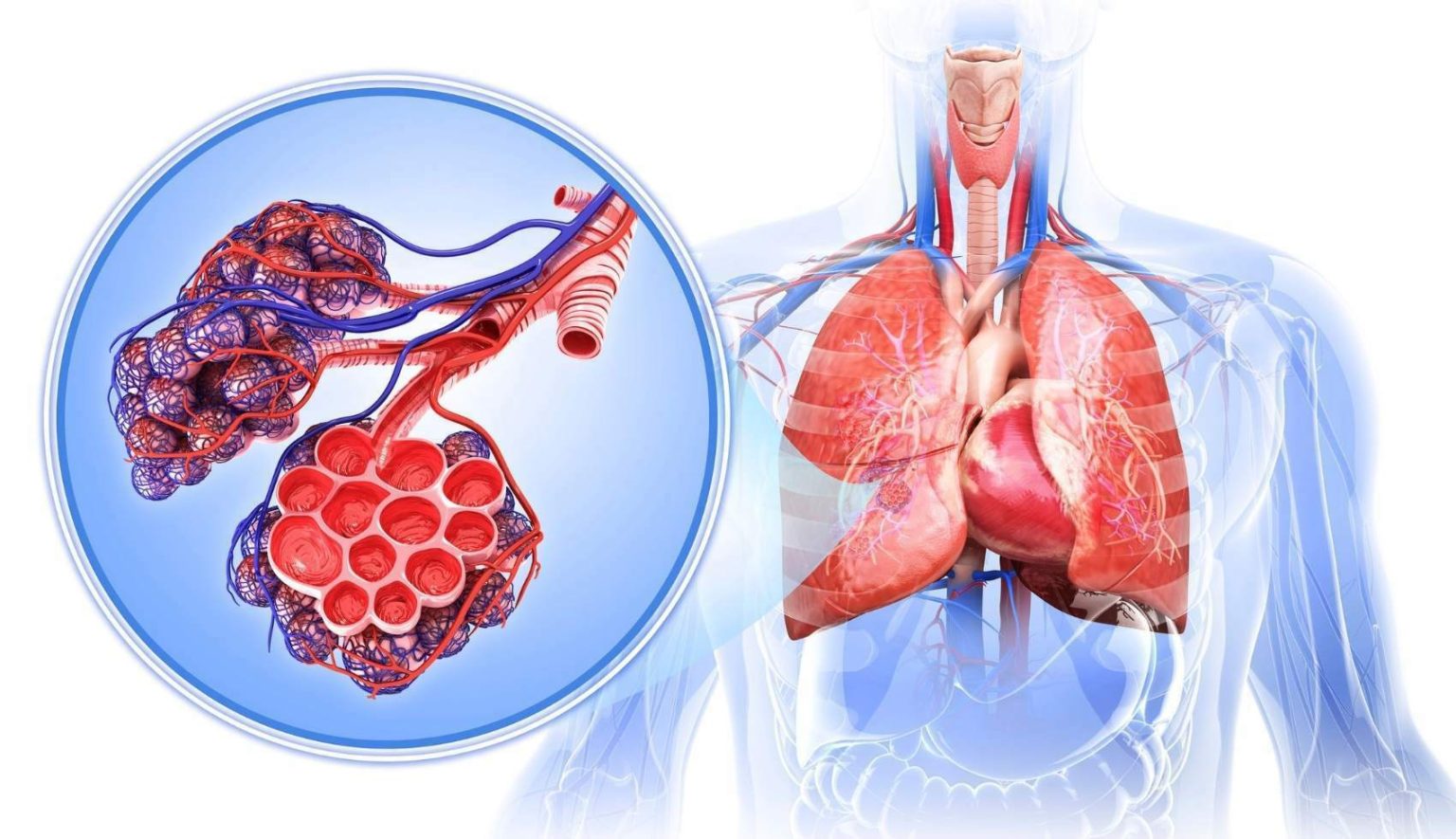 Bullous Emphysema and Surgical Treatment: Rediscovering Breathing